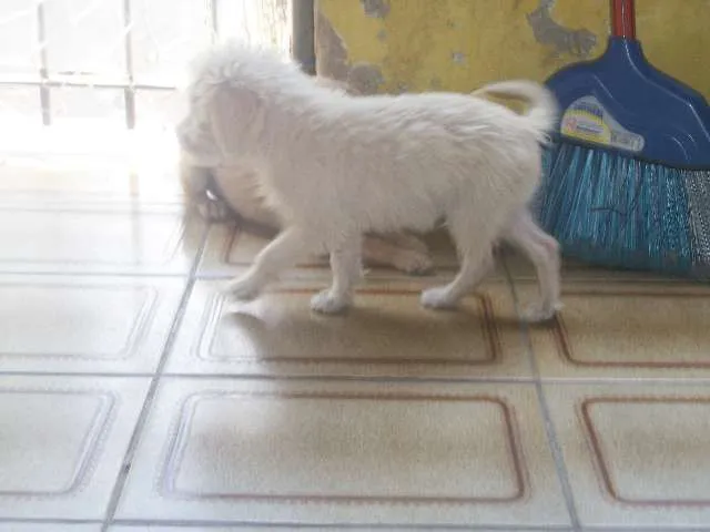 Cachorro ra a SRD idade 2 a 6 meses nome sem nome