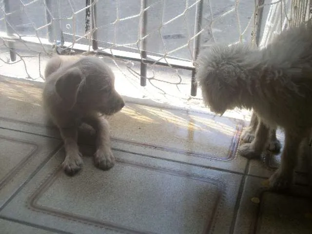 Cachorro ra a SRD idade 2 a 6 meses nome sem nome