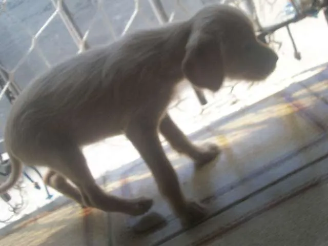 Cachorro ra a SRD idade 2 a 6 meses nome sem nome