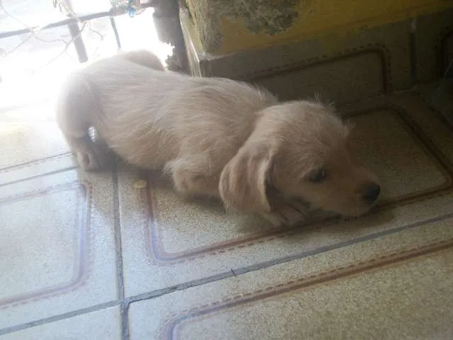 Cachorro ra a SRD idade 2 a 6 meses nome sem nome