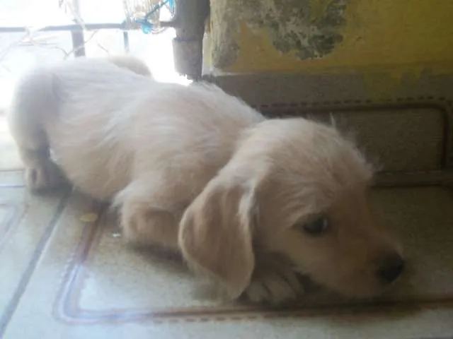 Cachorro ra a SRD idade 2 a 6 meses nome sem nome