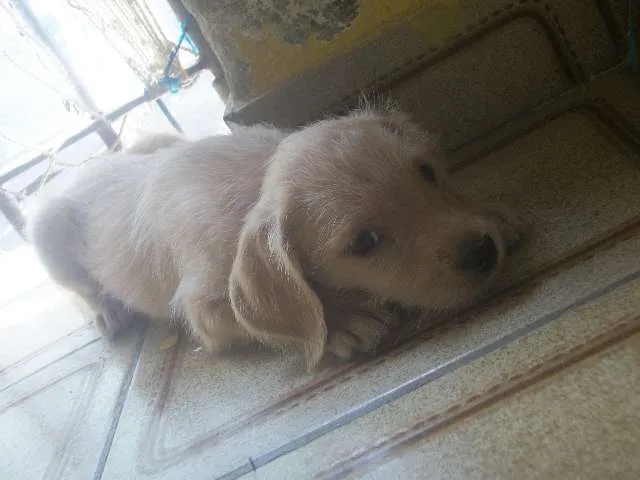 Cachorro ra a SRD idade 2 a 6 meses nome sem nome
