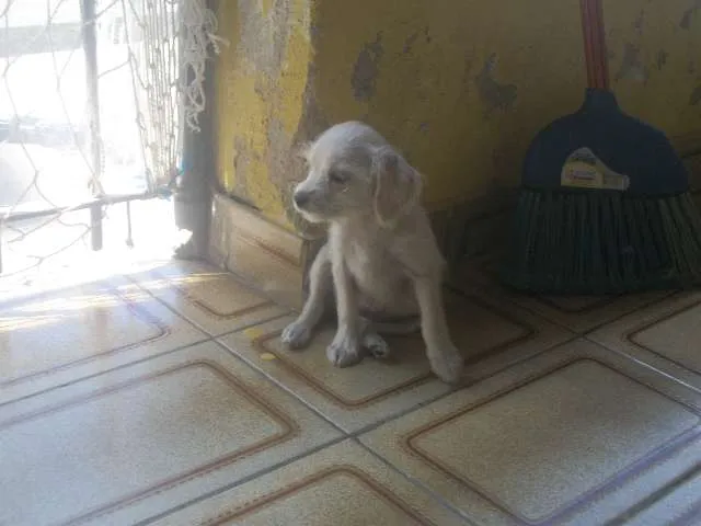 Cachorro ra a SRD idade 2 a 6 meses nome sem nome
