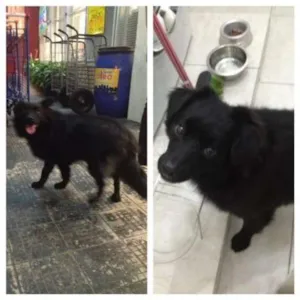 Cachorro raça Não identificada idade 2 anos nome Batman