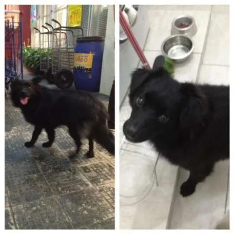 Cachorro ra a Não identificada idade 2 anos nome Batman