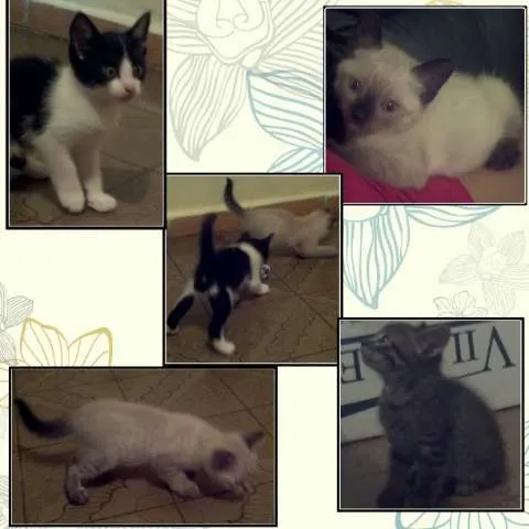 Gato raça Indefinida idade Abaixo de 2 meses nome Floquinho, George e