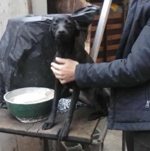 Cachorro raça SRD idade 1 ano nome Babi