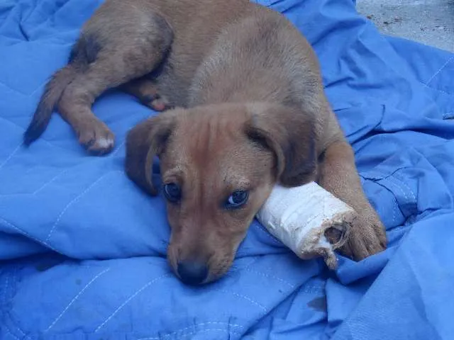 Cachorro ra a SRD idade 2 a 6 meses nome Mel