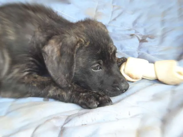 Cachorro ra a SRD idade 2 a 6 meses nome Mel
