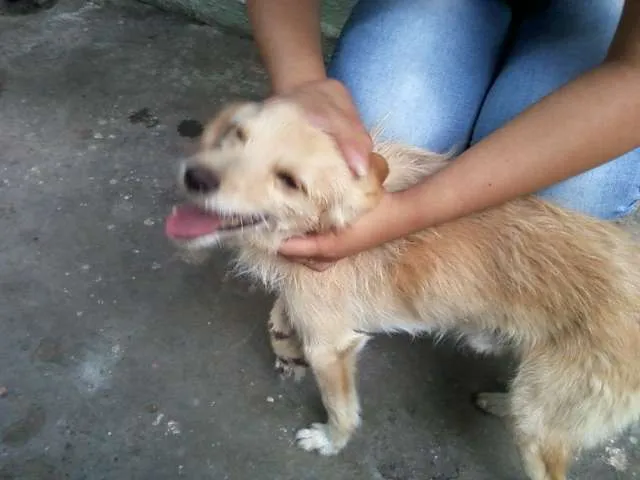 Cachorro raça Poodle idade 4 anos nome KENAY