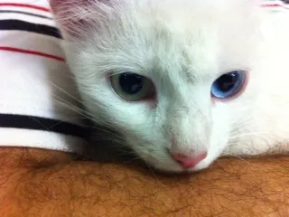 Gato ra a ND idade 1 ano nome Kika