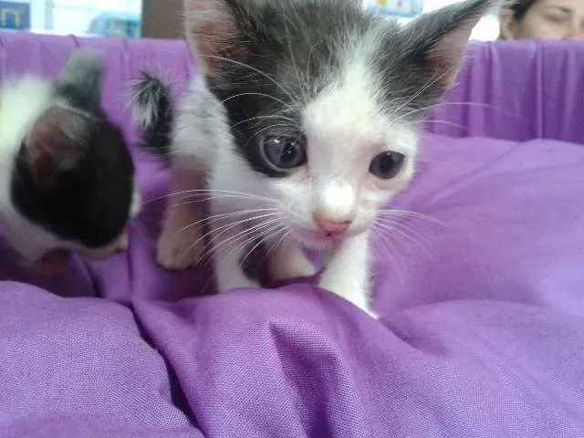 Gato ra a SRD idade Abaixo de 2 meses nome Gatinhos vaquinha