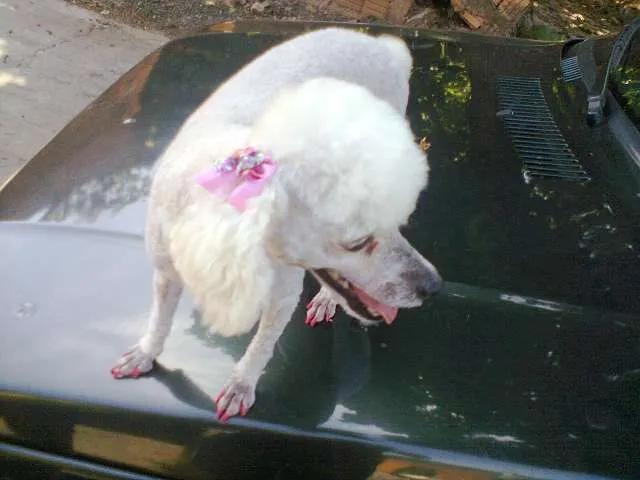 Cachorro ra a Poodle idade 5 anos nome Lana GRATIFICA