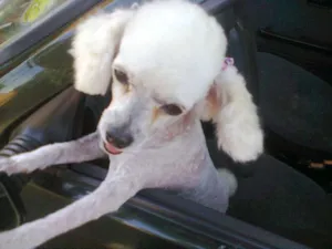 Cachorro raça Poodle idade 5 anos nome Lana GRATIFICA