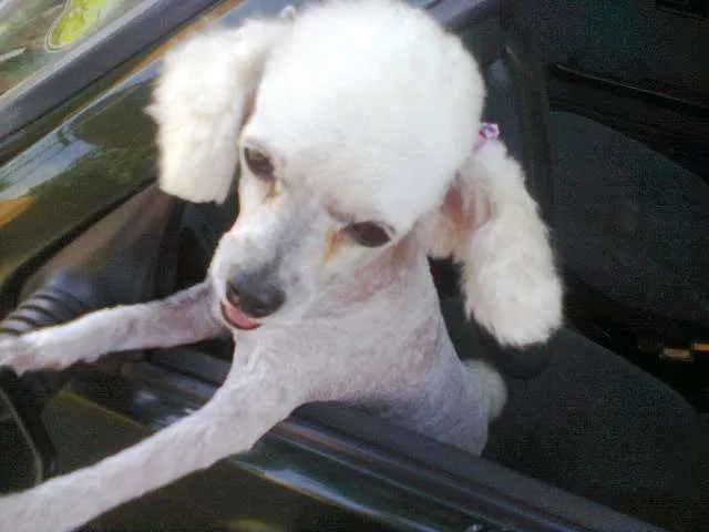 Cachorro ra a Poodle idade 5 anos nome Lana GRATIFICA