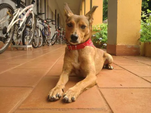 Cachorro ra a SRD idade 3 anos nome Tuti