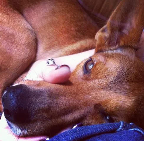 Cachorro ra a SRD idade 3 anos nome Tuti