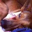 Cachorro raça SRD idade 3 anos nome Tuti