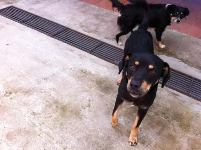 Cachorro ra a Vira Lata idade 2 anos nome Negão