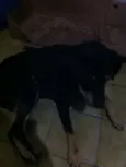Negão
