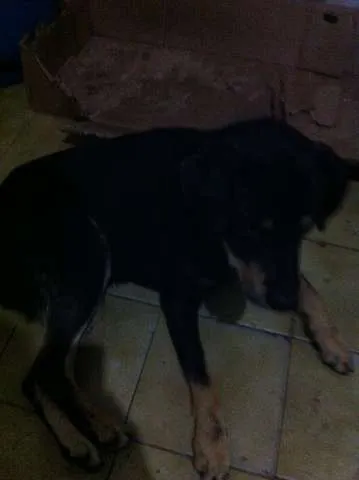 Cachorro ra a Vira Lata idade 2 anos nome Negão