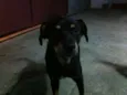 Negão