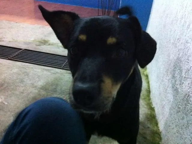 Cachorro ra a Vira Lata idade 2 anos nome Negão