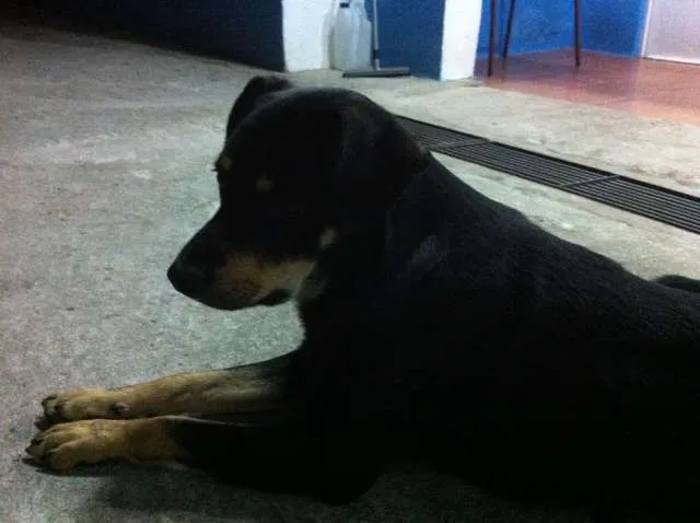 Cachorro ra a Vira Lata idade 2 anos nome Negão