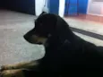 Negão