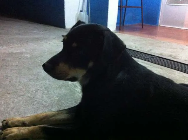 Cachorro ra a Vira Lata idade 2 anos nome Negão