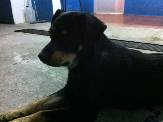 Cachorro ra a Vira Lata idade 2 anos nome Negão