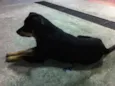 Negão