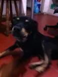 Negão