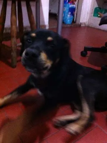 Cachorro ra a Vira Lata idade 2 anos nome Negão