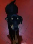 Negão