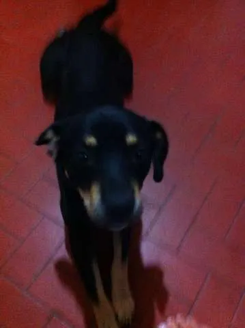 Cachorro ra a Vira Lata idade 2 anos nome Negão