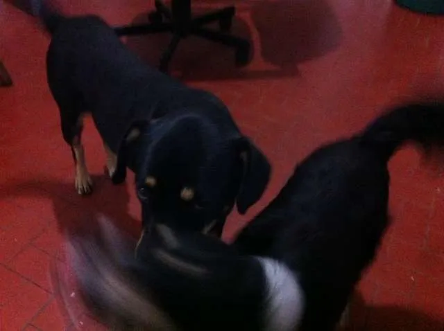 Cachorro ra a Vira Lata idade 2 anos nome Negão