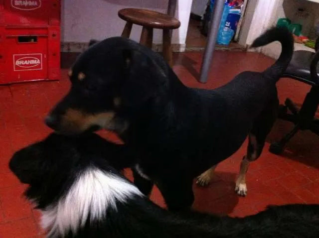 Cachorro ra a Vira Lata idade 2 anos nome Negão