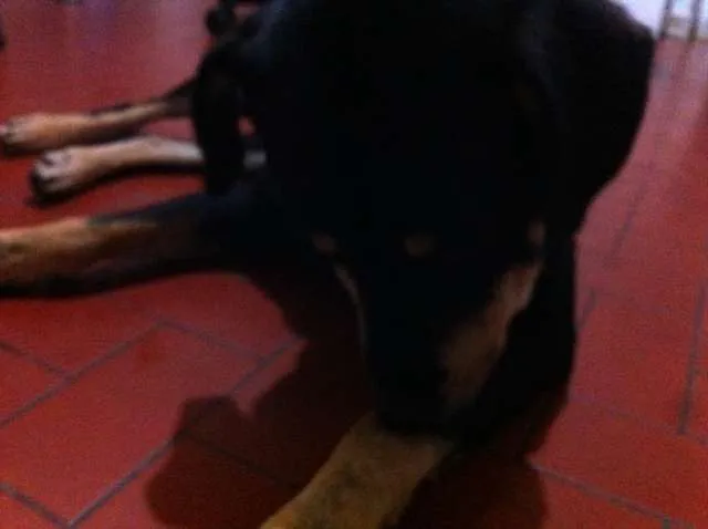 Cachorro ra a Vira Lata idade 2 anos nome Negão