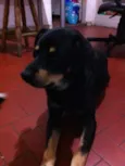 Negão