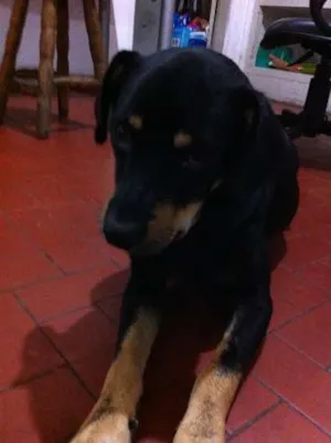 Cachorro raça Vira Lata idade 2 anos nome Negão