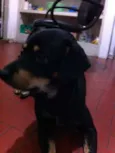 Negão