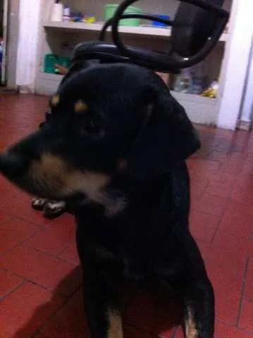 Cachorro ra a Vira Lata idade 2 anos nome Negão