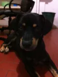 Negão