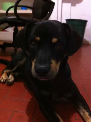 Cachorro ra a Vira Lata idade 2 anos nome Negão