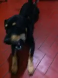 Negão