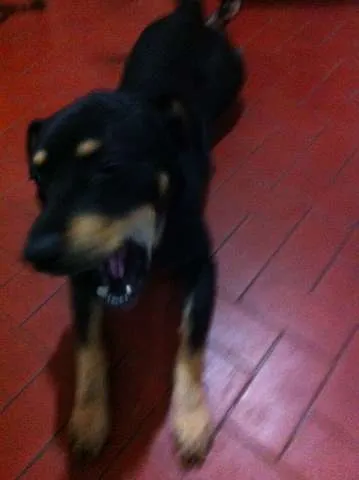Cachorro ra a Vira Lata idade 2 anos nome Negão