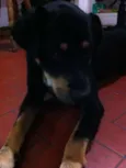 Negão