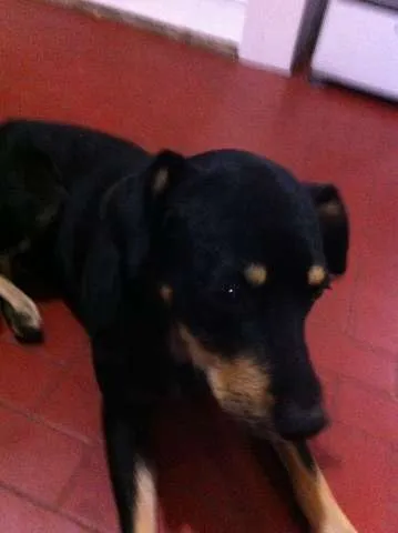Cachorro ra a Vira Lata idade 2 anos nome Negão