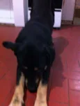 Negão
